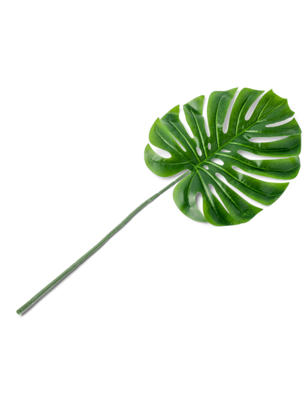 feuille tropicale